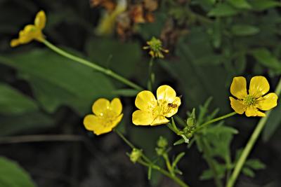 yellow flowers with honey fly 01