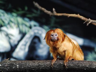 Golden Lion Tamarin 08