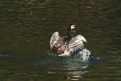 barnacle goose 01