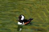 hooded merganser 01