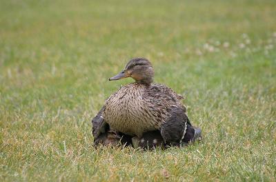 IMG_6233.jpg
