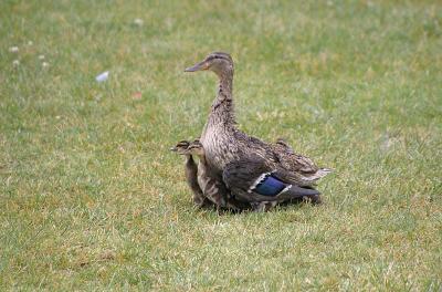 IMG_6243.jpg