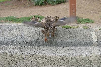 IMG_6275.jpg