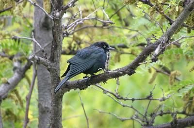 IMG_6289.jpg