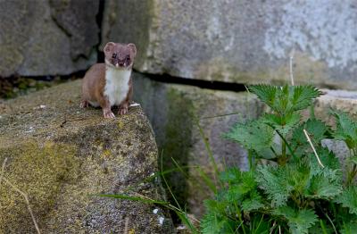 weasel