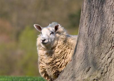 ewe under a tree