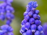 Muscari  - Grape Hyacinth