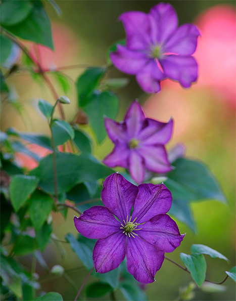 Clematis