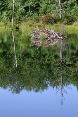 beaver lodge