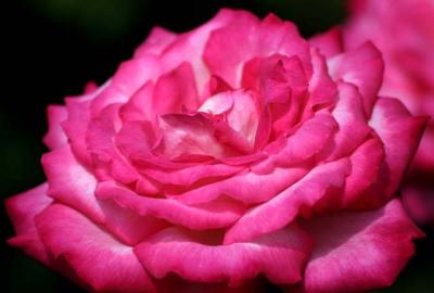 pink & white rose.jpg