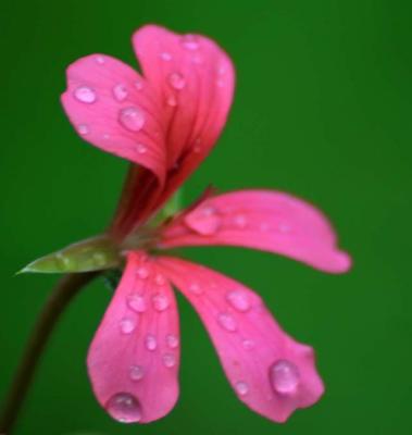 pink geranium.jpg