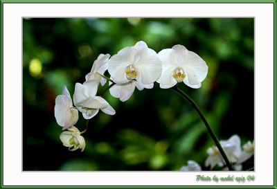 kl_orchid_garden_04