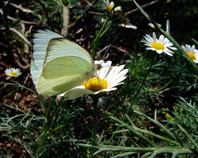 DSC08922a.jpg