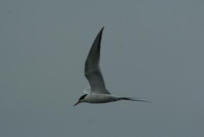 Forsters Tern