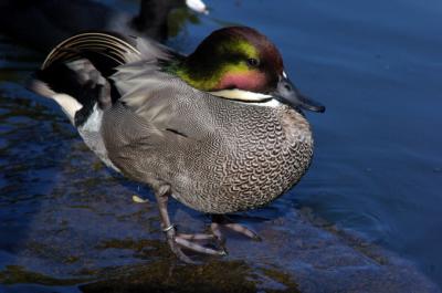 Falcated Duck