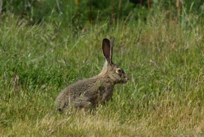 Jack Rabbit