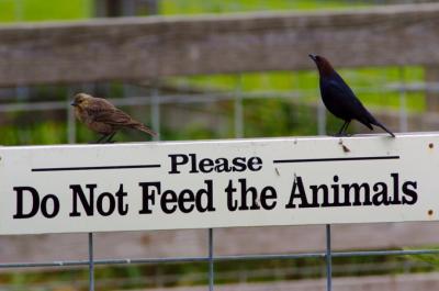 Feed Us!