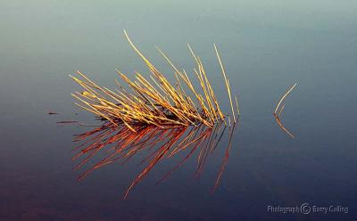 Reflected reeds.jpg