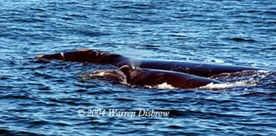 u43/baywing/medium/28300492.RightWhaleMotherCalf_3944.jpg