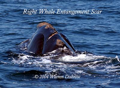 Right Whale Scar_3949.jpg
