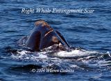 Right Whale Scar_3949.jpg