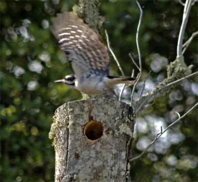 Woodpecker in flight