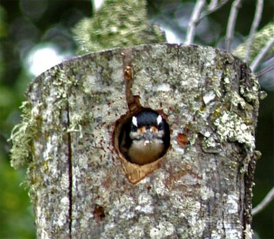 The woodpecker takes a break from nest building to see what is happening outside.
