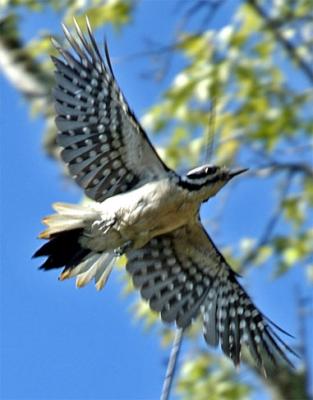 A luck shot!  These birds move fast and don't like people around their nests.