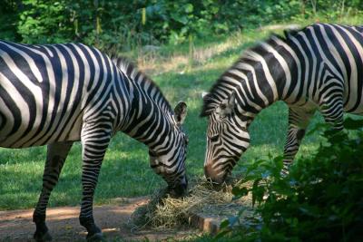 NC Zoo 2004