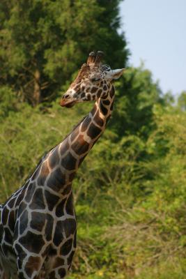 Giraffe