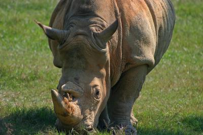 Rhino