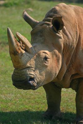 Rhino