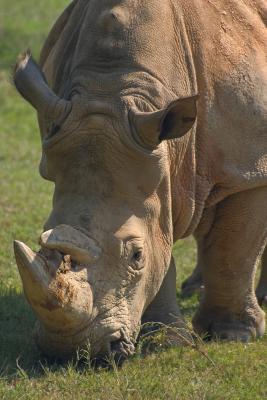 Rhino