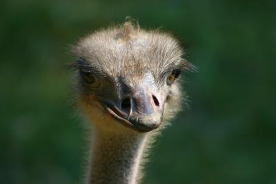 Ostrich