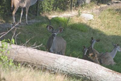 Wildlife