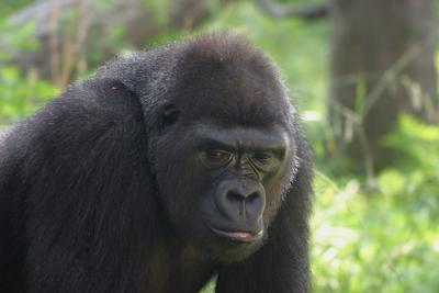 Gorillla