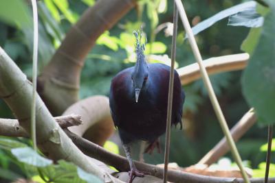 Exotic Birds