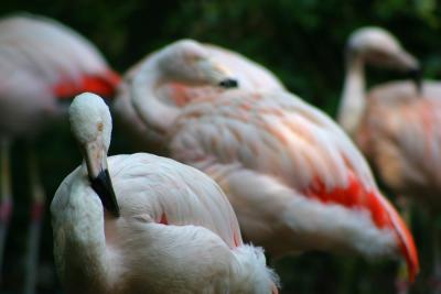 Flamingos