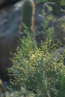 Desert Plants