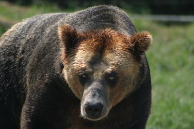 Bear