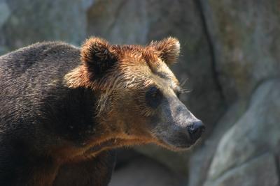 Bear