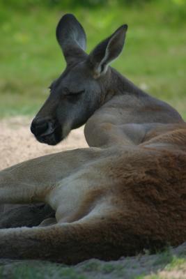 Kangaroo