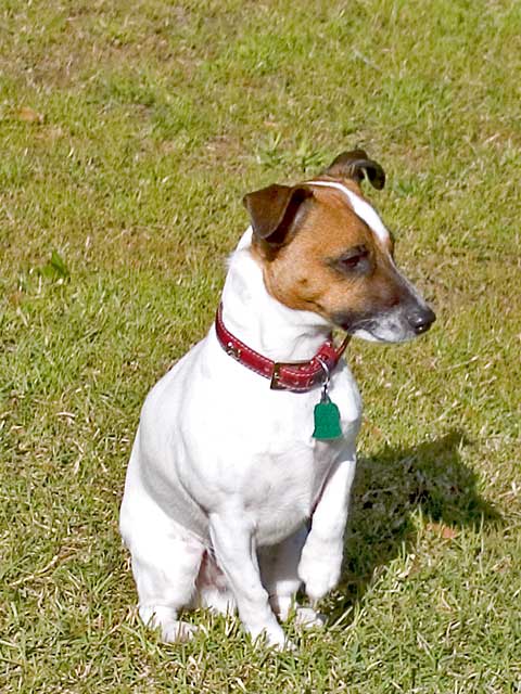 Skipper
