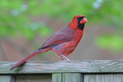 Northern Cardinal Fence Sitter