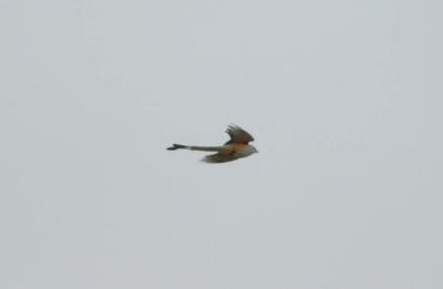 Scissor Tailed Flycatcher I