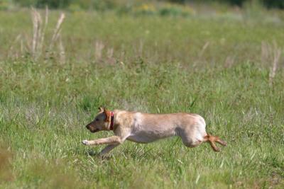 Port Arthur AKC JH Test 016