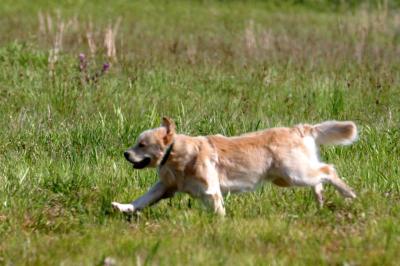 Port Arthur AKC JH Test 018