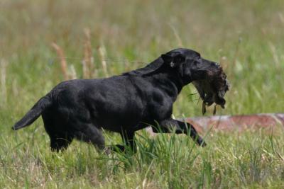 Port Arthur AKC JH Test 024