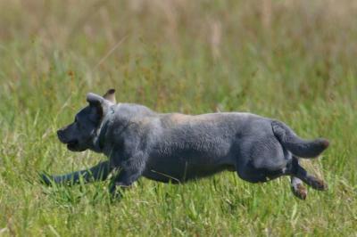 Port Arthur AKC JH Test 037