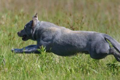 Port Arthur AKC JH Test 038